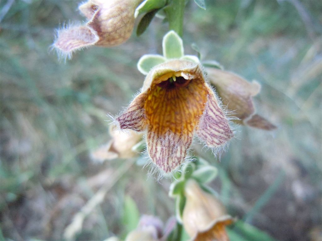 Passo Godi (AQ) : Digitalis ferruginea